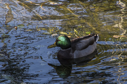 Stockente im Sonnenlicht